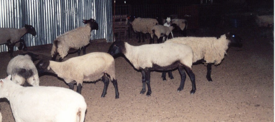 Ewe1.jpg (77775 bytes)