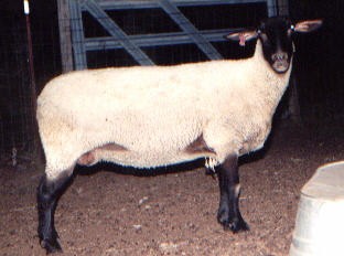 ewe4.jpg (21071 bytes)