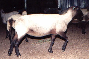 ewe5.jpg (25796 bytes)