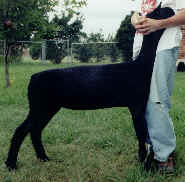 ms blues 2000 ewe.bmp (101246 bytes)