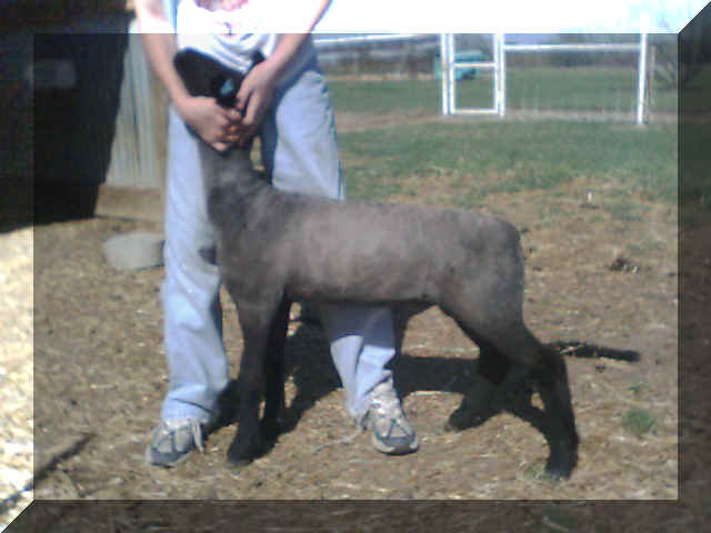 purple414ewe.JPG (67051 bytes)